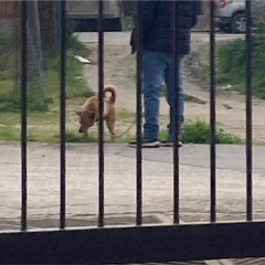 deiezioni canine e inciviltà