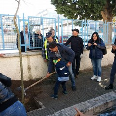 festa alberi