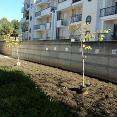 festa alberi