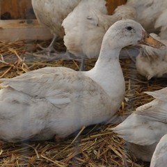 Fiera degli animali 2018