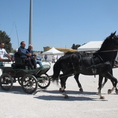 Fiera degli animali 2018