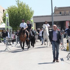 Fiera degli animali 2018