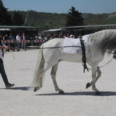 Fiera degli animali 2018