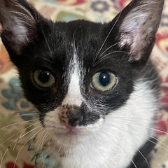 bambino con gatto