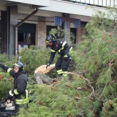 Albero cade in via Spinazzola