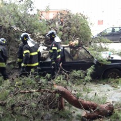 Albero cade in via Spinazzola