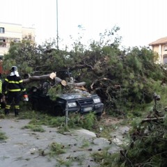 Albero cade in via Spinazzola