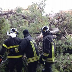 Albero cade in via Spinazzola