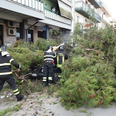 Albero cade in via Spinazzola