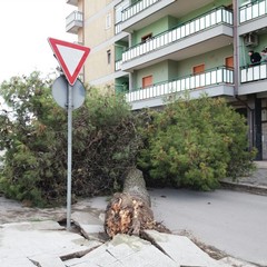 Albero cade in via Spinazzola