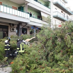 Albero cade in via Spinazzola