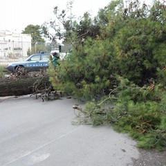 Albero cade in via Spinazzola