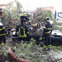 Albero cade in via Spinazzola