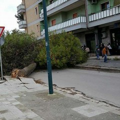 Albero cade in via Spinazzola