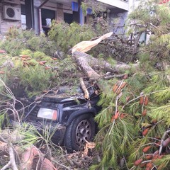 Albero cade in via Spinazzola