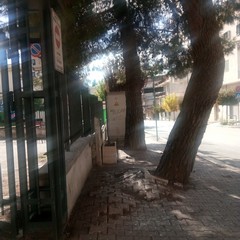 Albero via Tripoli