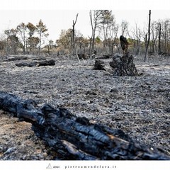 incendio bosco- reportage Piero Amendolara