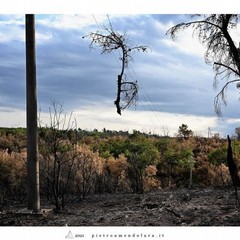 incendio bosco- reportage Piero Amendolara