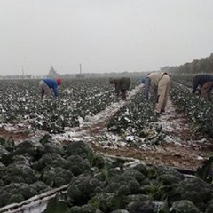 Danni agricoltura pugliese