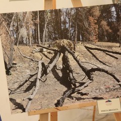 Mostra pittofotografica Gravina e il suo Bosco Difesa Grande - Speranza di una rinascita