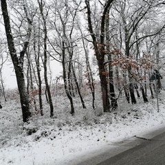 neve- bosco difesa grande