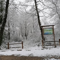 neve- bosco difesa grande