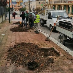 piantumazione alberi