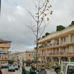 piantumazione alberi