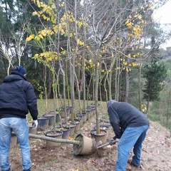 piantumazione alberi