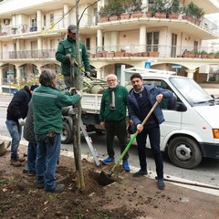 piantumazione alberi