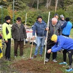 piantate querce al bosco