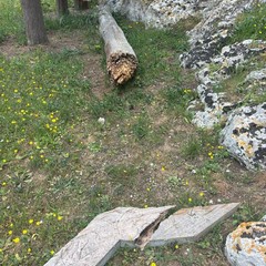 criticità pineta - cittadini attivi