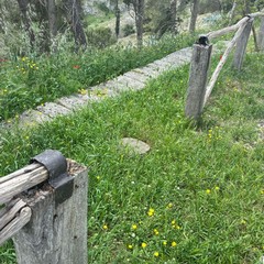 criticità pineta - cittadini attivi