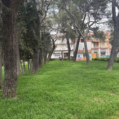 criticità pineta - cittadini attivi