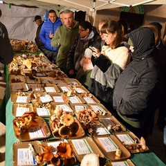 Sagra del fungo cardoncello