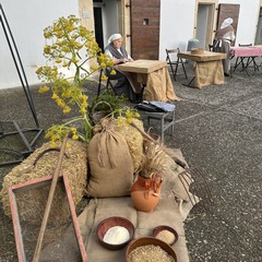 spighe di mito