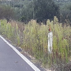 strada via selva