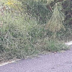 strada via selva