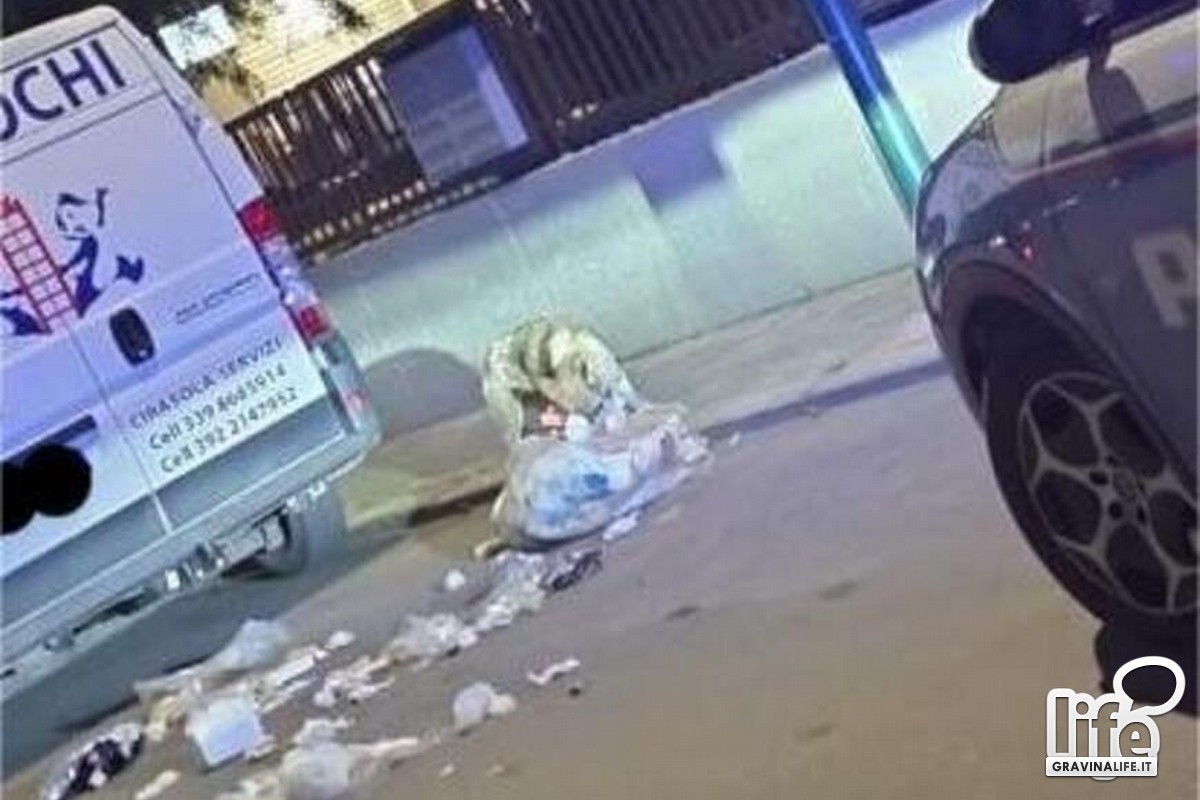 lupo