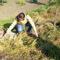 Cani accalappiati lunedì e ospitati presso il canile di Altamura