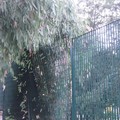 Caduta di un albero adiacente il parco giochi della pineta