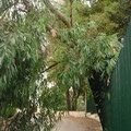 Caduta di un albero adiacente il parco giochi della pineta