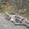 Carcasse di cani al Bosco comunale