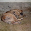 Cani accalappiati lunedì e ospitati presso il canile di Altamura