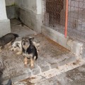 Cani accalappiati lunedì e ospitati presso il canile di Altamura