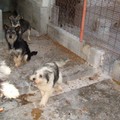 Cani accalappiati lunedì e ospitati presso il canile di Altamura