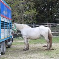 Fiera degli animali 2011