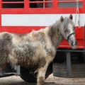 Fiera degli animali 2011