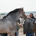 Fiera degli animali 2011