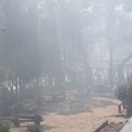 Nuovo incendio in pineta